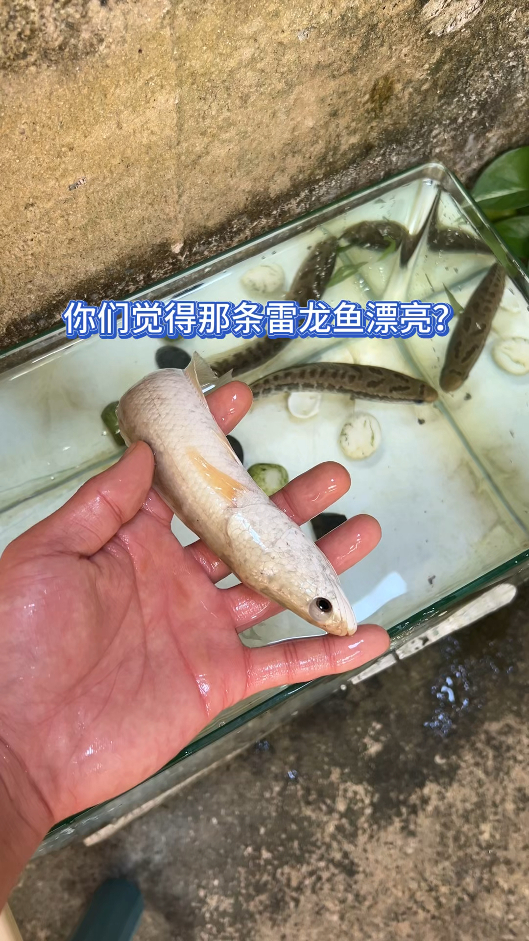 你们觉得那条雷龙鱼漂亮?