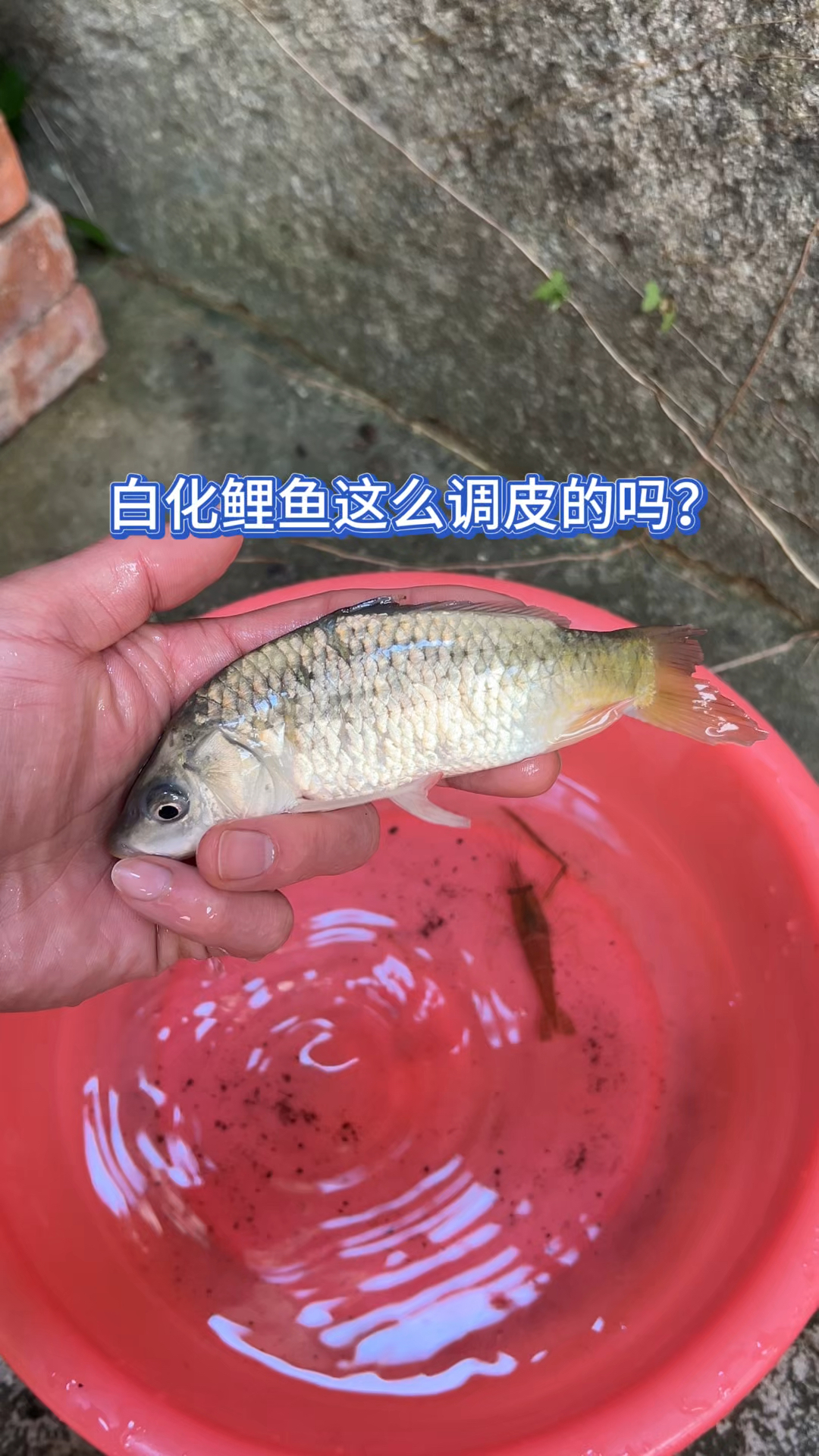 白化鲤鱼这么调皮的吗?