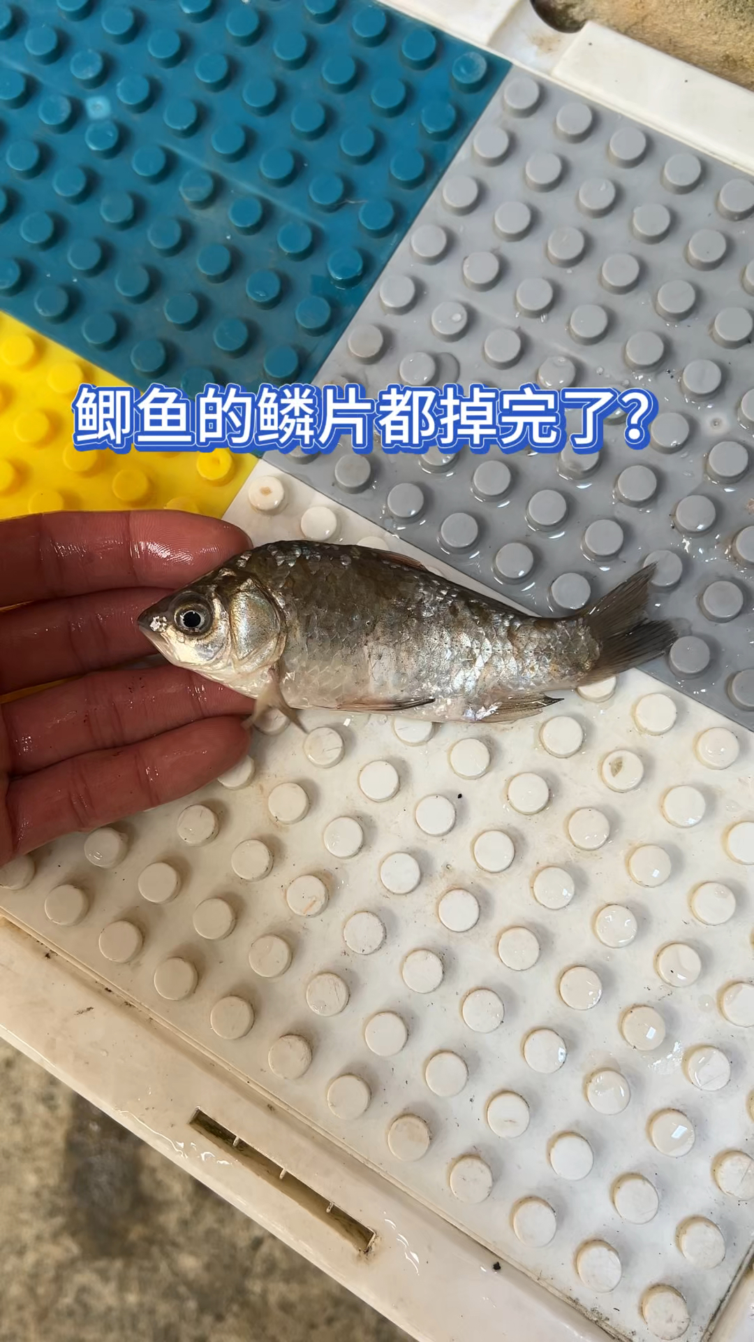 鲫鱼鳞片都掉完了?