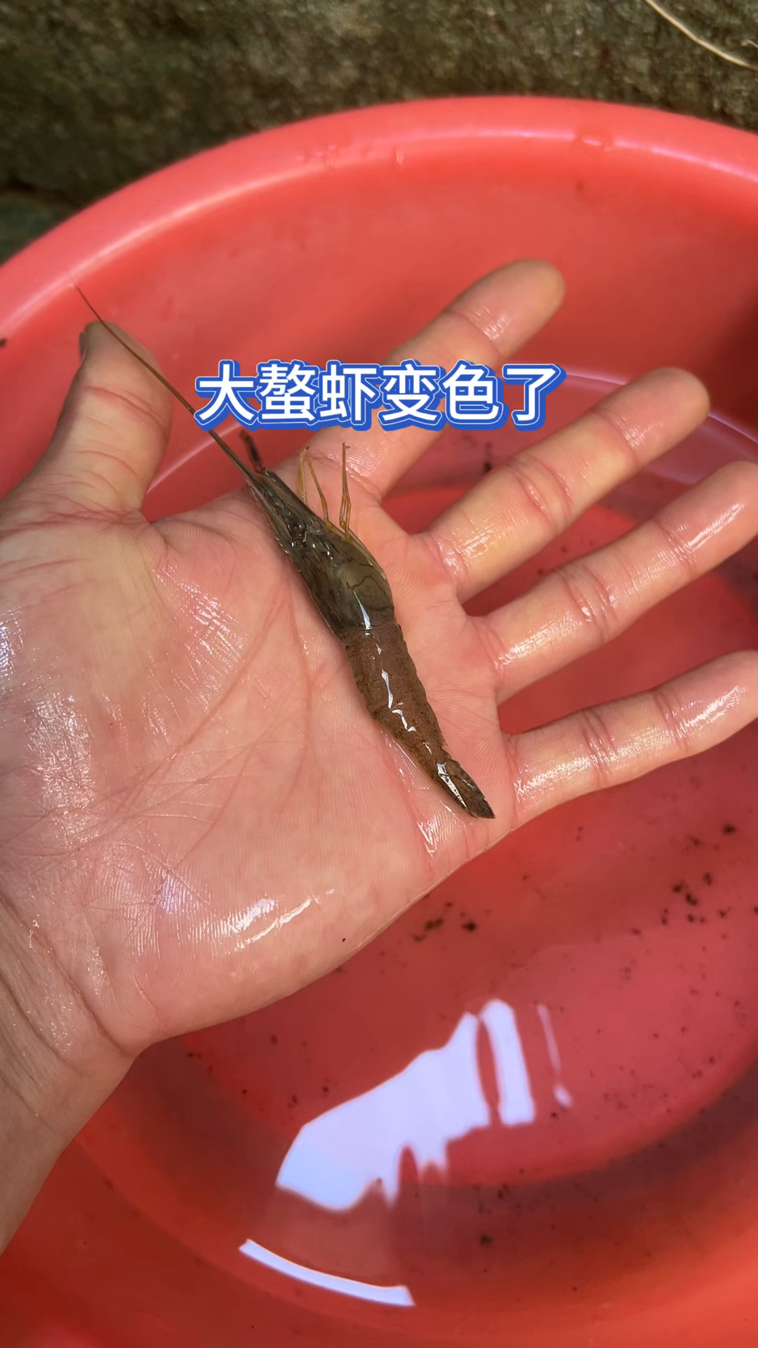 大螯虾变色了???