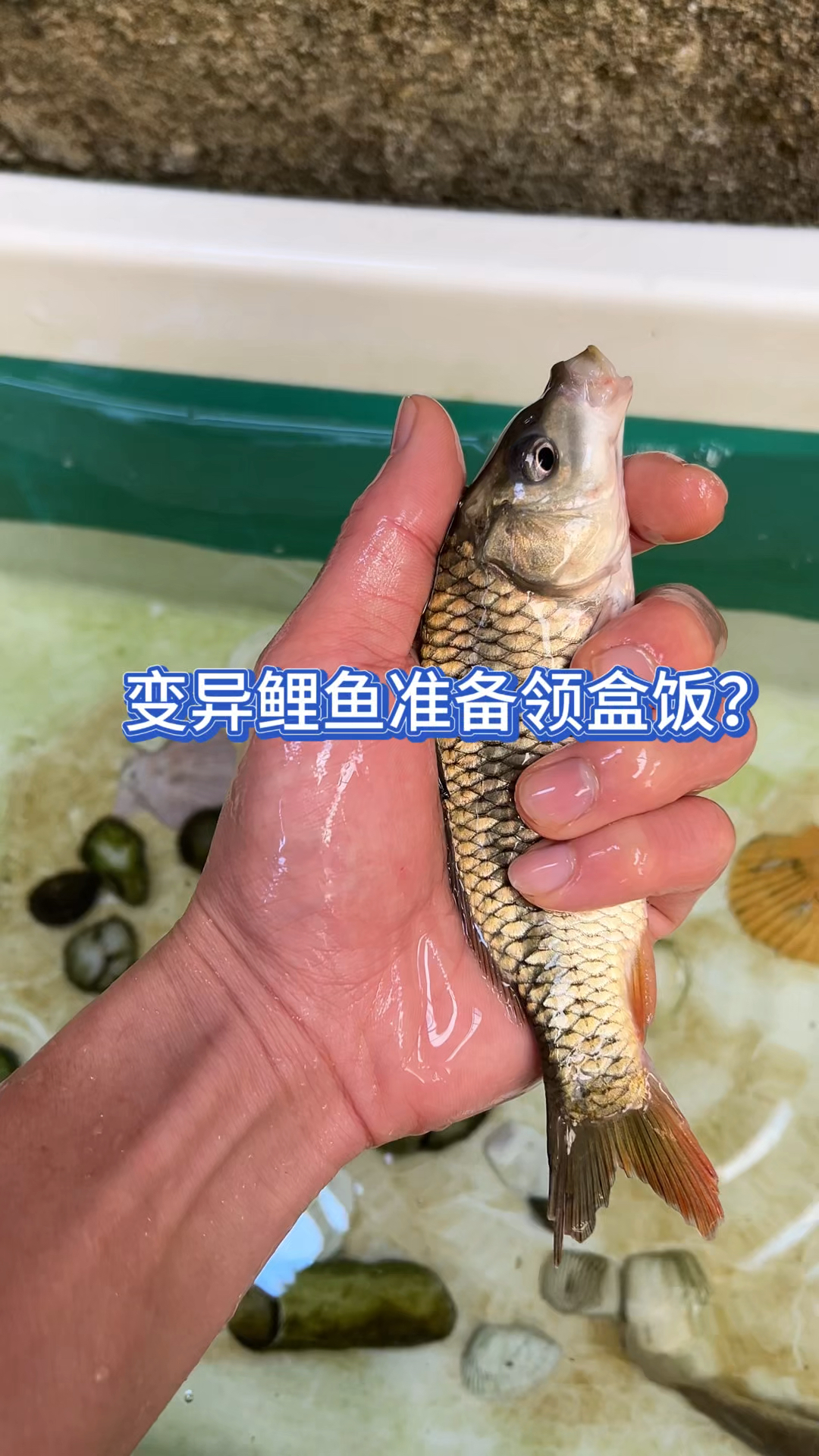 变异鲤鱼准备领盒饭?