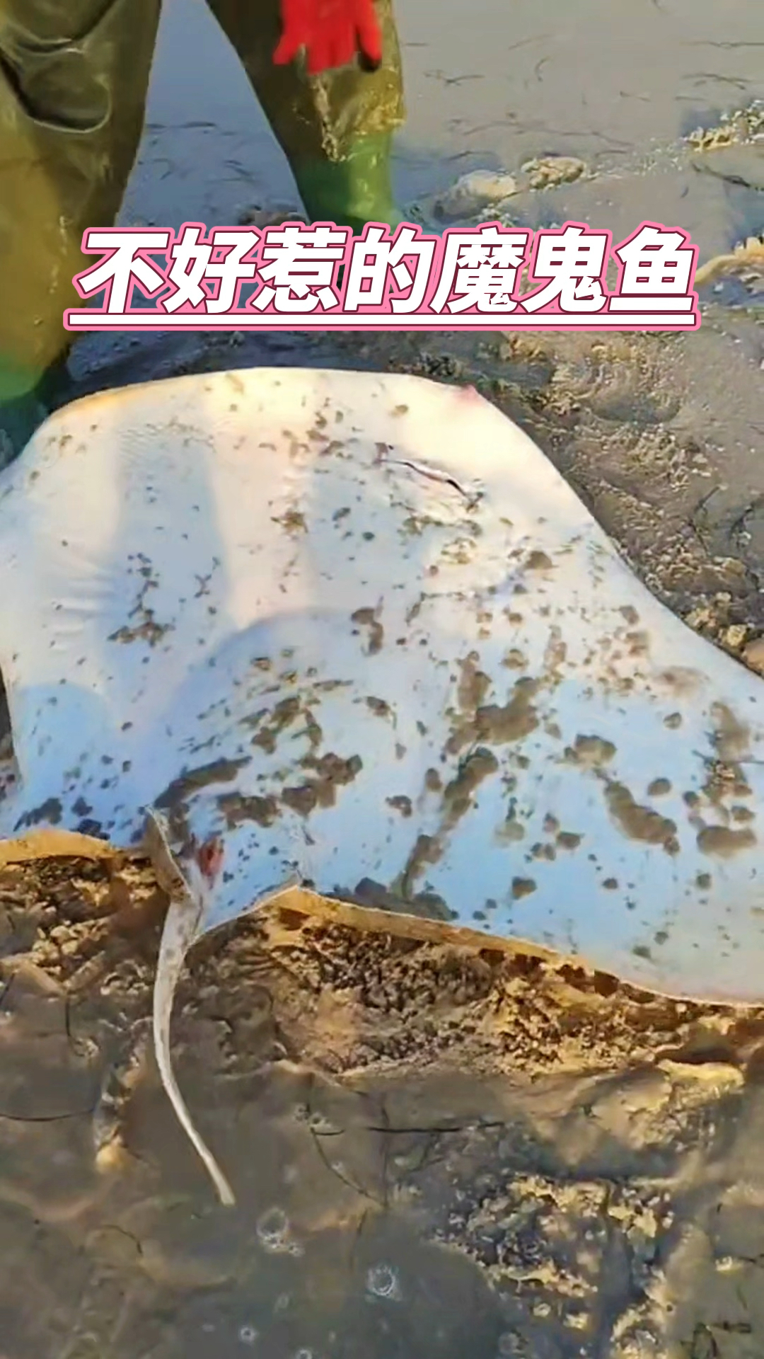魟鱼,不好惹的魔鬼鱼