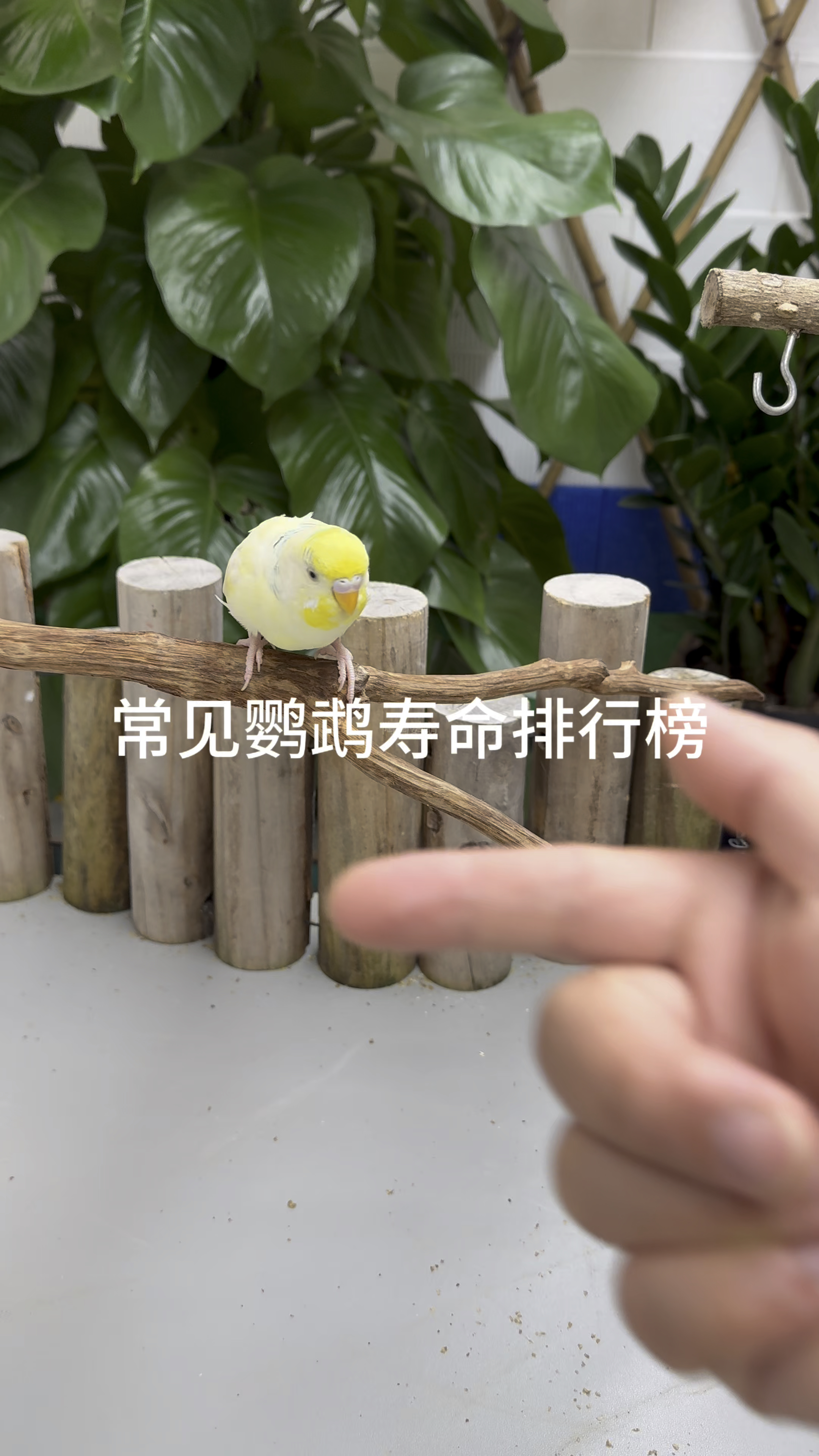 常见鹦鹉寿命排行榜