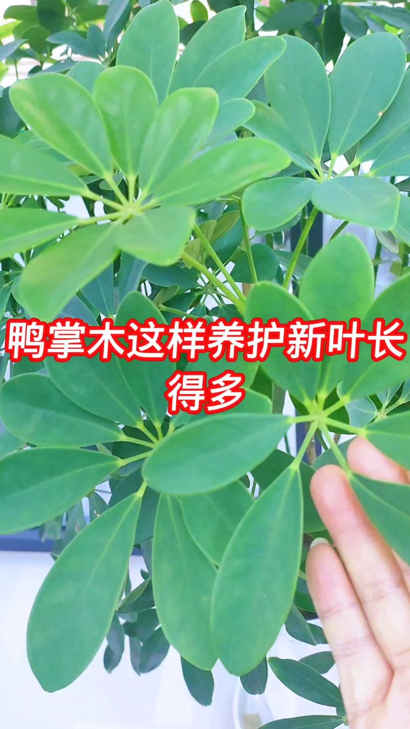 鸭掌木这样养护才能长势旺盛