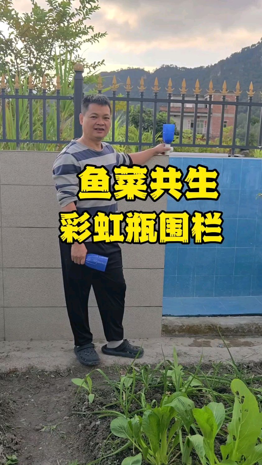 鱼菜共生系统的彩虹瓶#鱼菜共生#智慧农业#家庭农场#阳台种菜