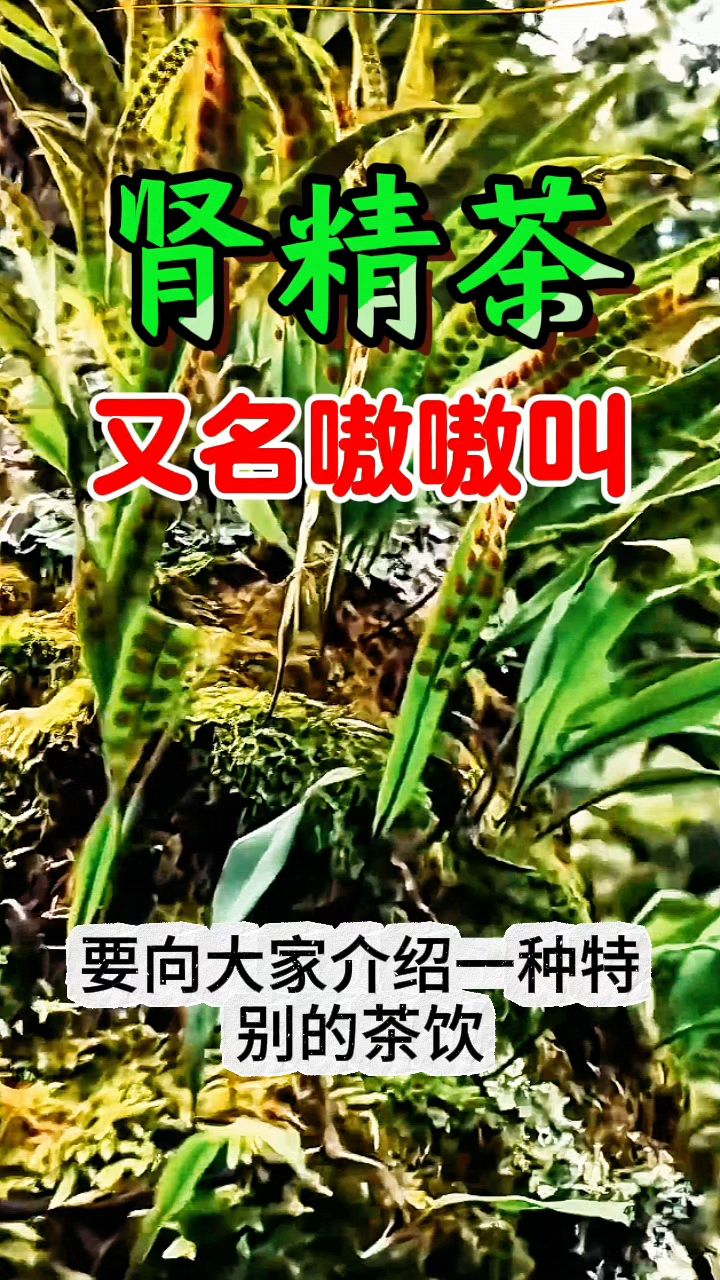 深山万物皆是宝,冲茶泡水嗷嗷叫,肾精茶你知道吗?