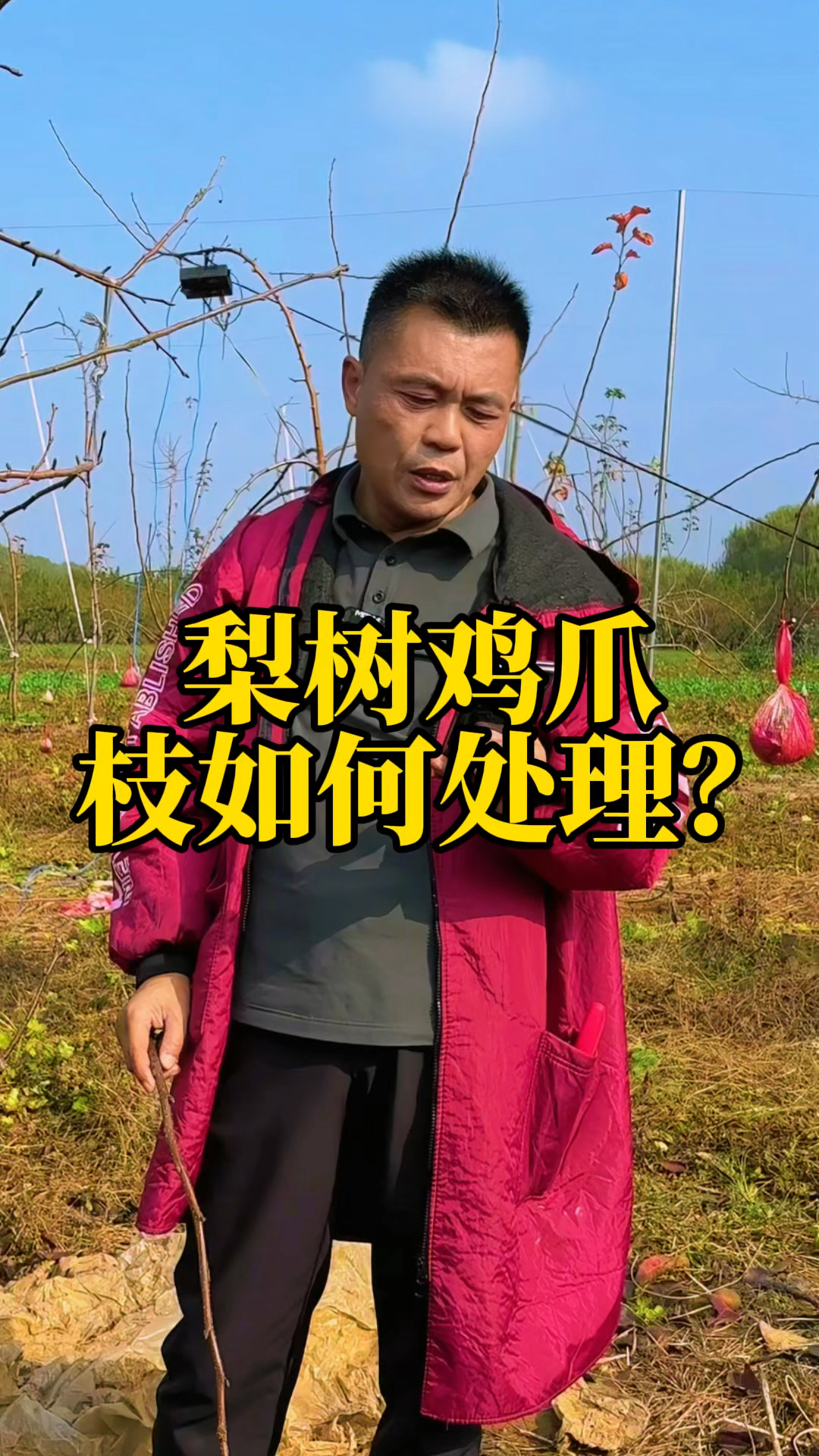 梨树鸡爪枝如何处理?