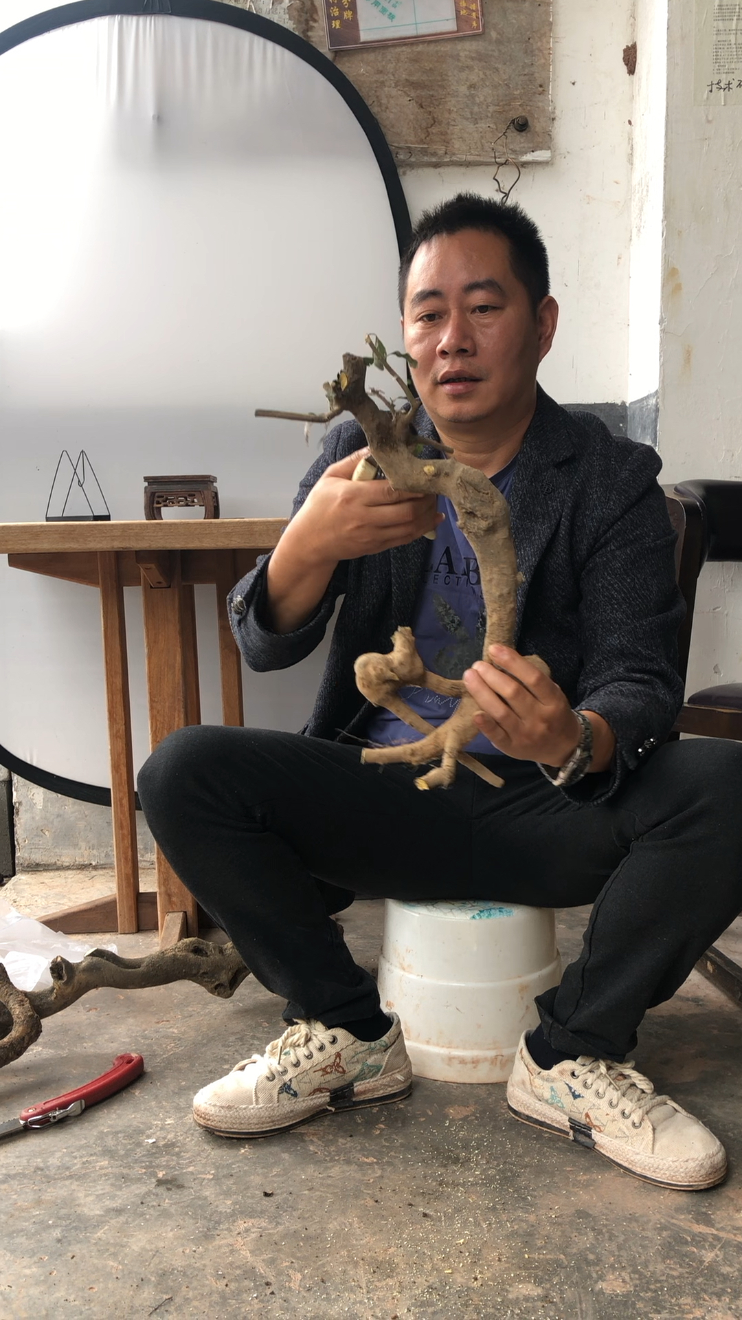 金弹子盆景造型设计