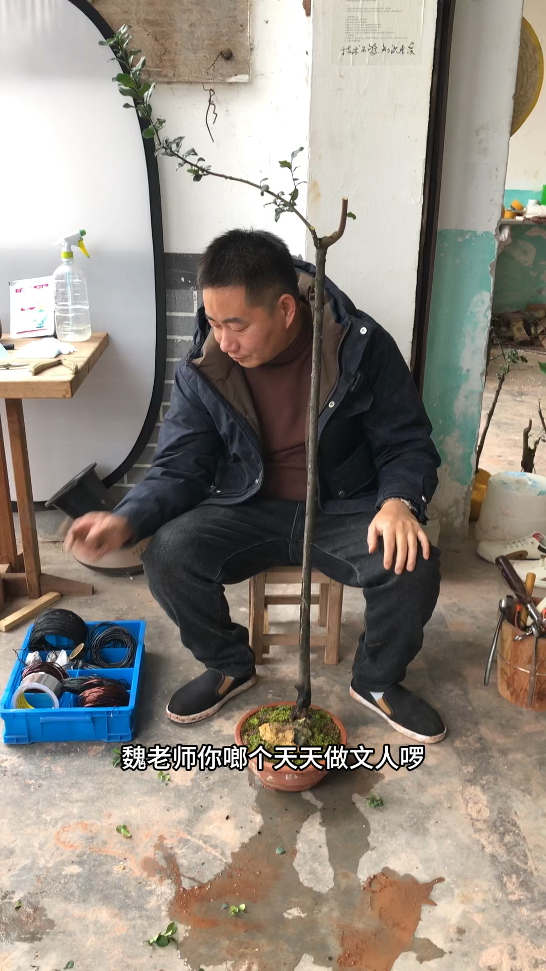 金弹子盆景造型设计