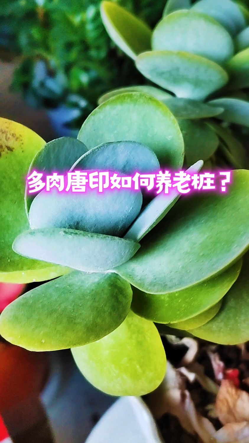 多肉唐印如何养老桩?