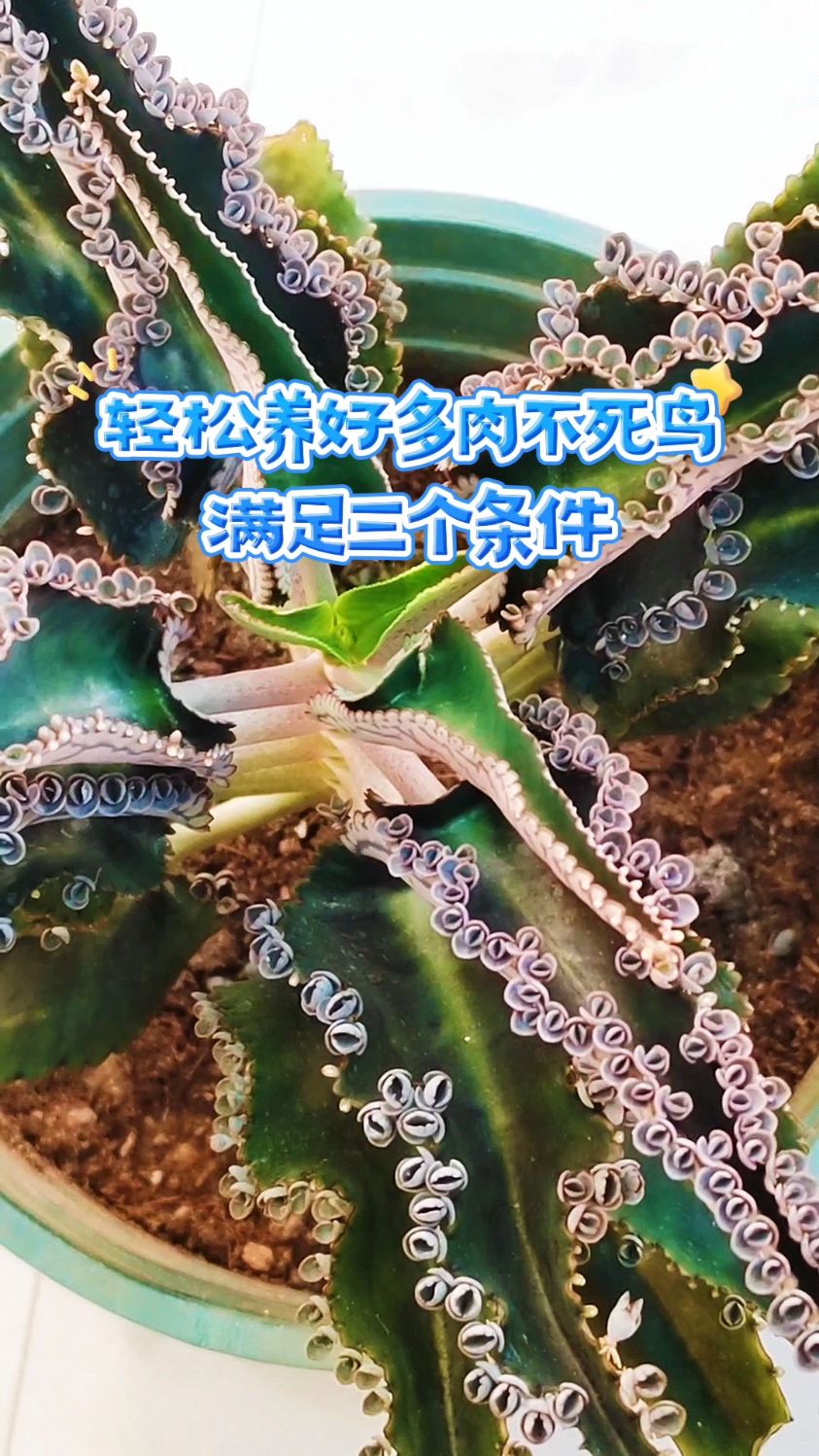 轻松养好多肉不死鸟,满足三个条件