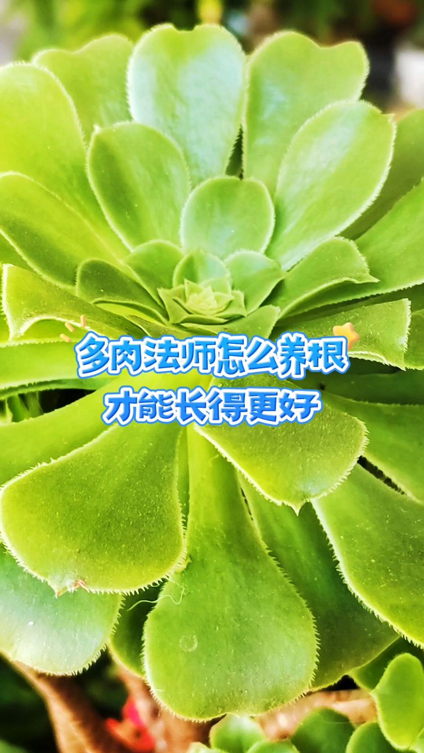 多肉法师怎么养根,才能长得更好?