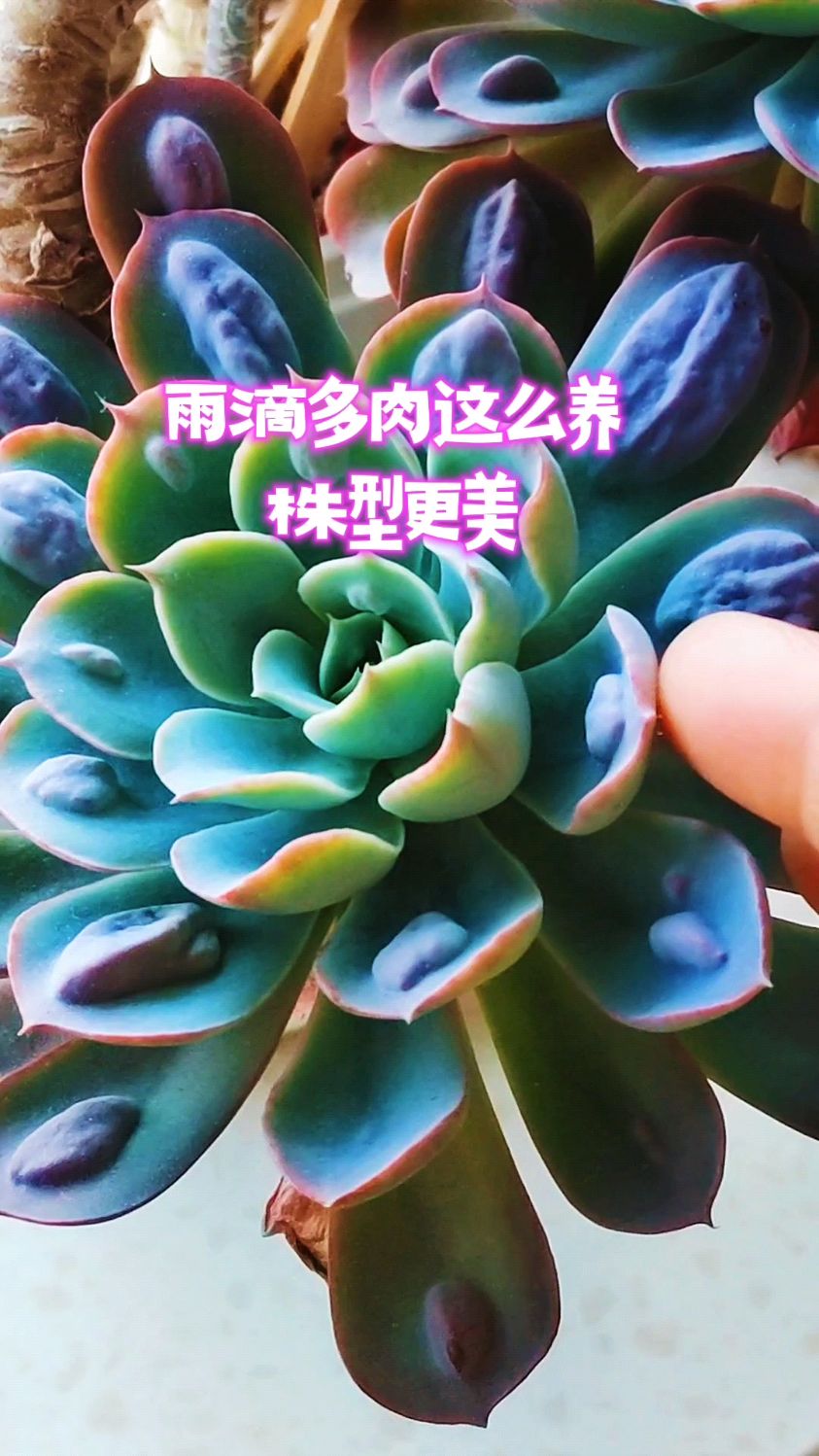 雨滴多肉这么养,株型更美