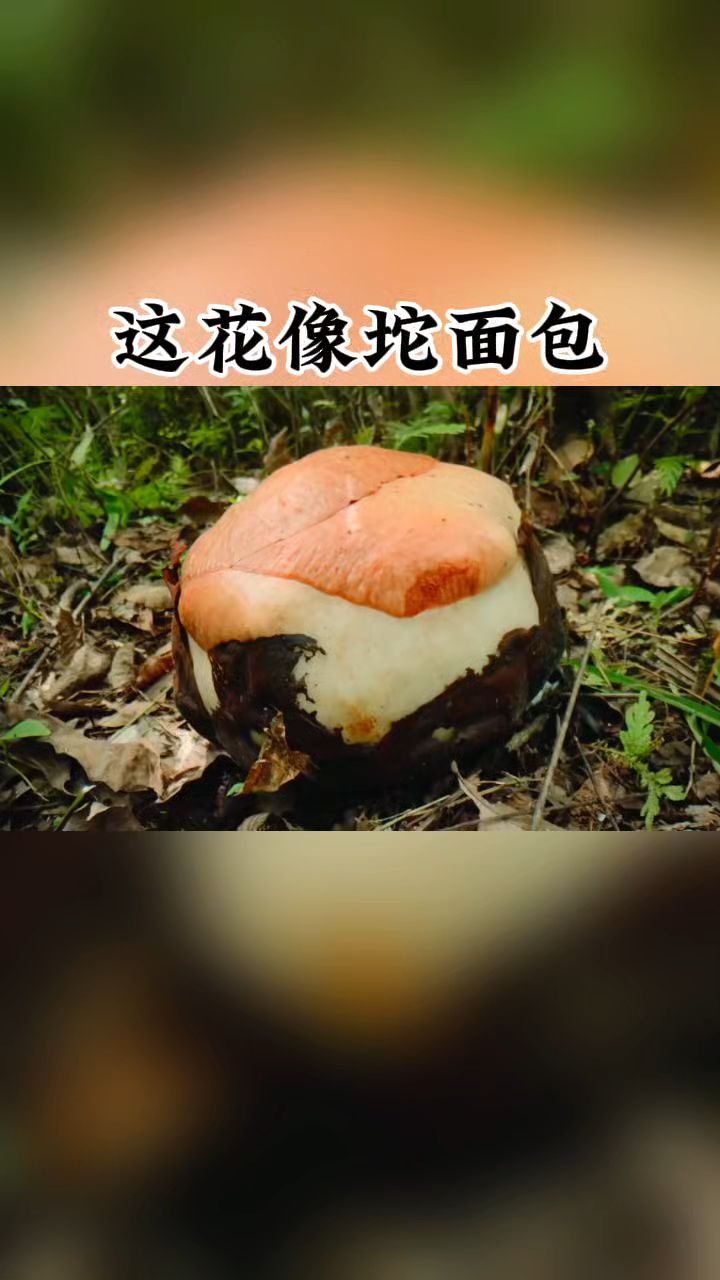 长得像面包的大王花,你认识吗