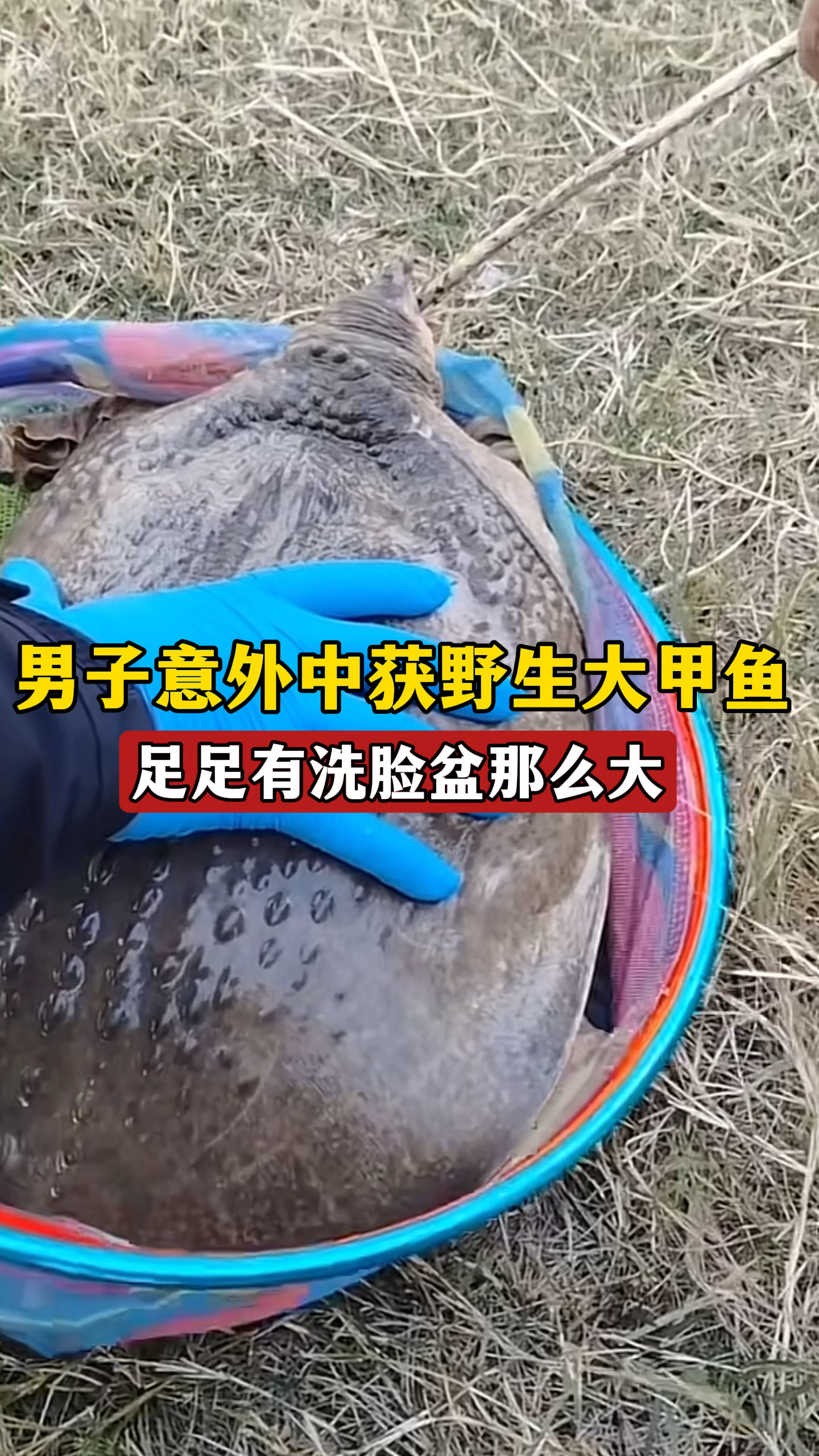 男子意外中获野生甲鱼,足足有脸盆那么大,网友:这下发达了?