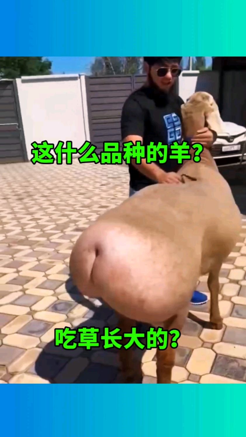 这是什么品种的羊?尾巴这么肥