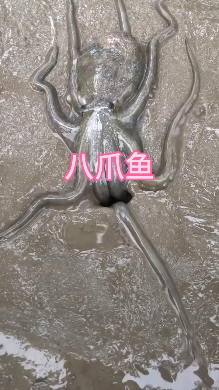 原来八爪鱼是生活在地下的呀