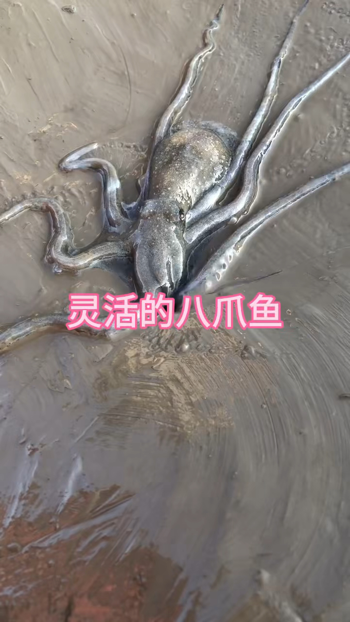 原来八爪鱼竟然生活在地下