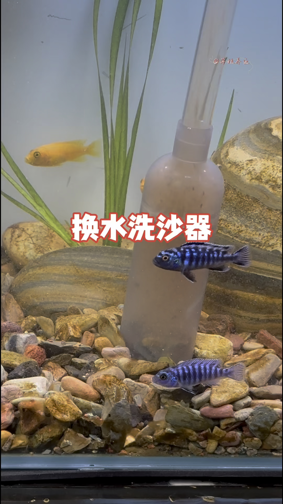 一个十几块钱的东西,就能让你轻松洗沙换水,是一个养鱼必备品