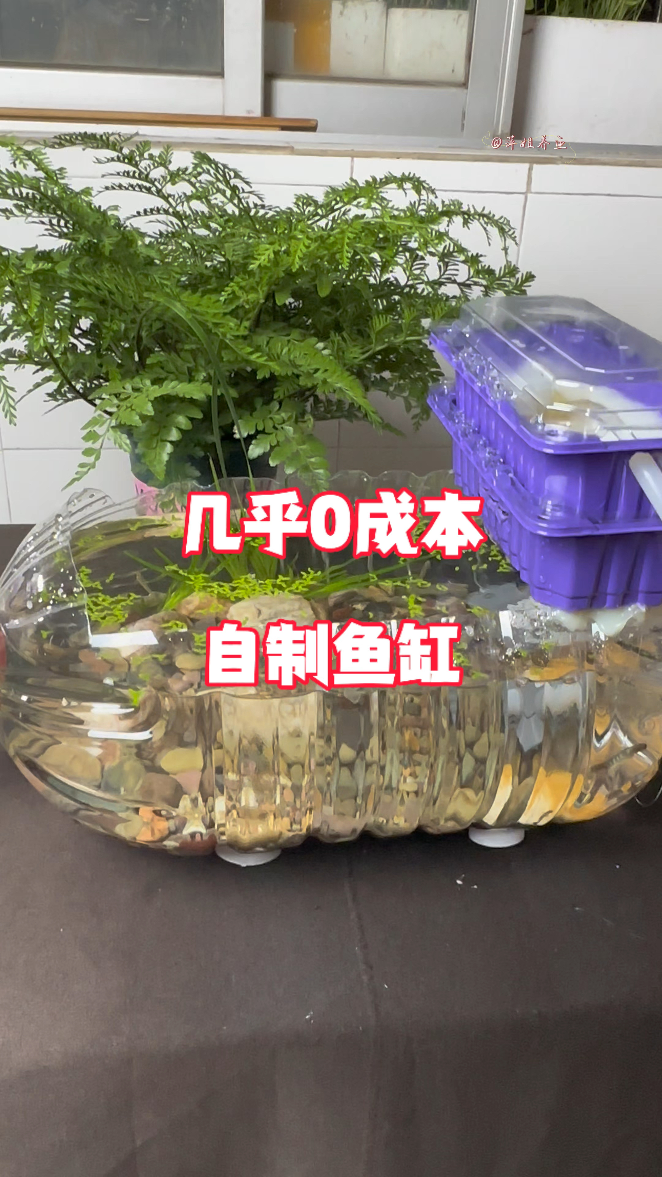 几乎0成本自制鱼缸#水族 #养鱼日记 #手工