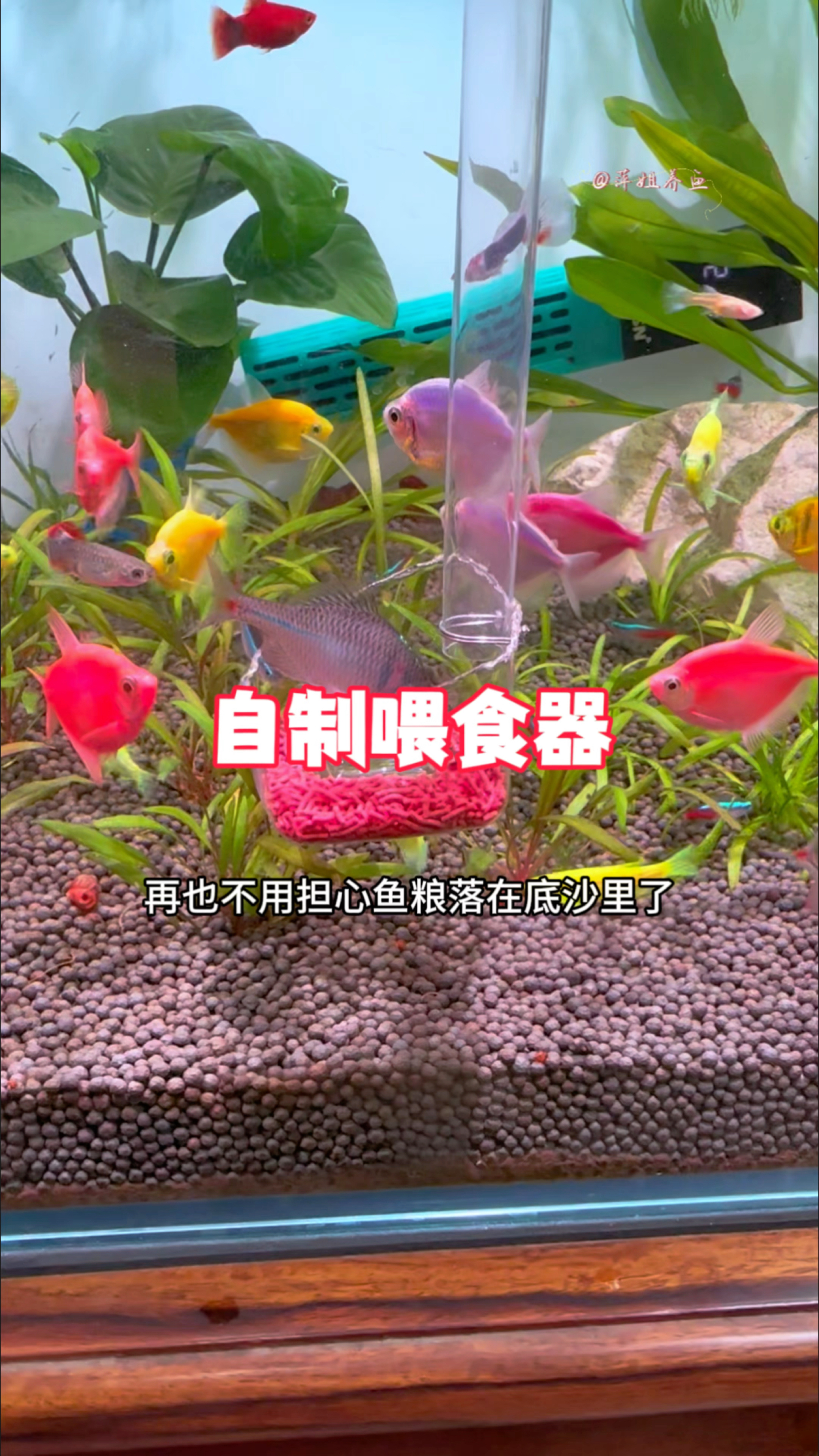 自制这个喂食器后,再也不用担心鱼粮落在底沙里了#水族 #手工