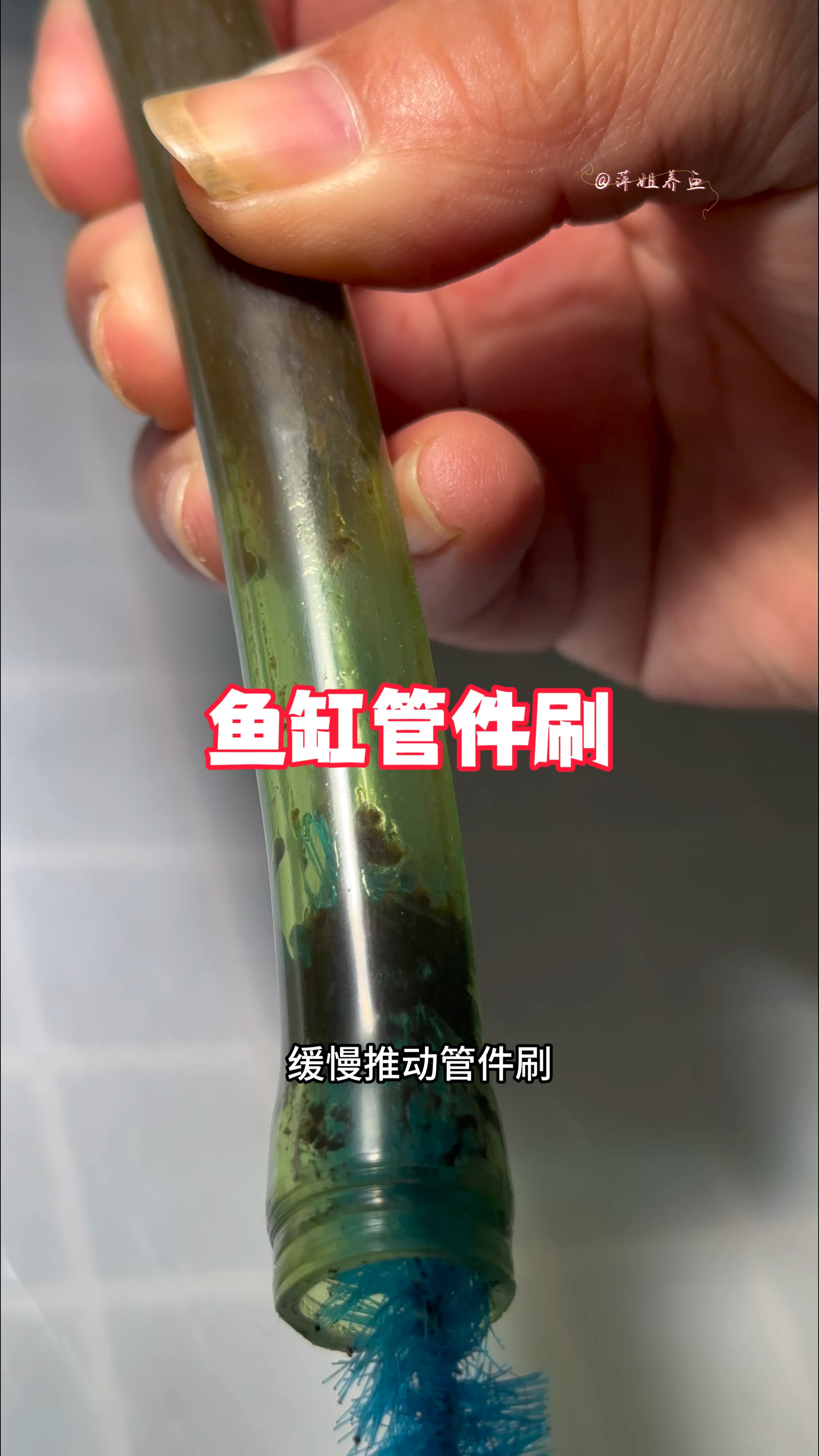 为什么鱼缸水泵一重启,鱼缸里面就变得脏兮兮的#水族#养鱼日记
