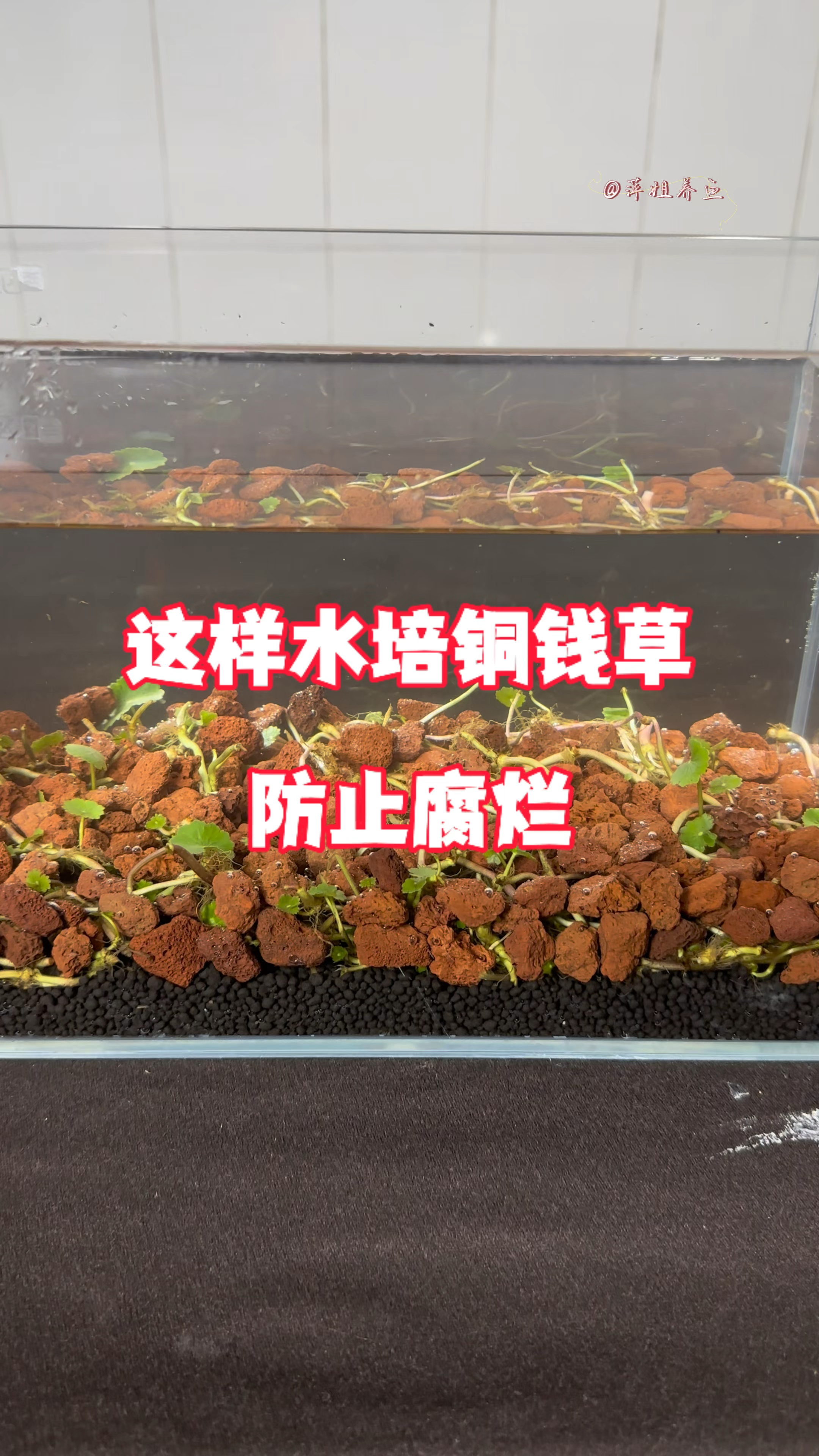 这样水培铜钱草防止腐烂哦#水族 #养鱼日记 #鱼缸里的大自然