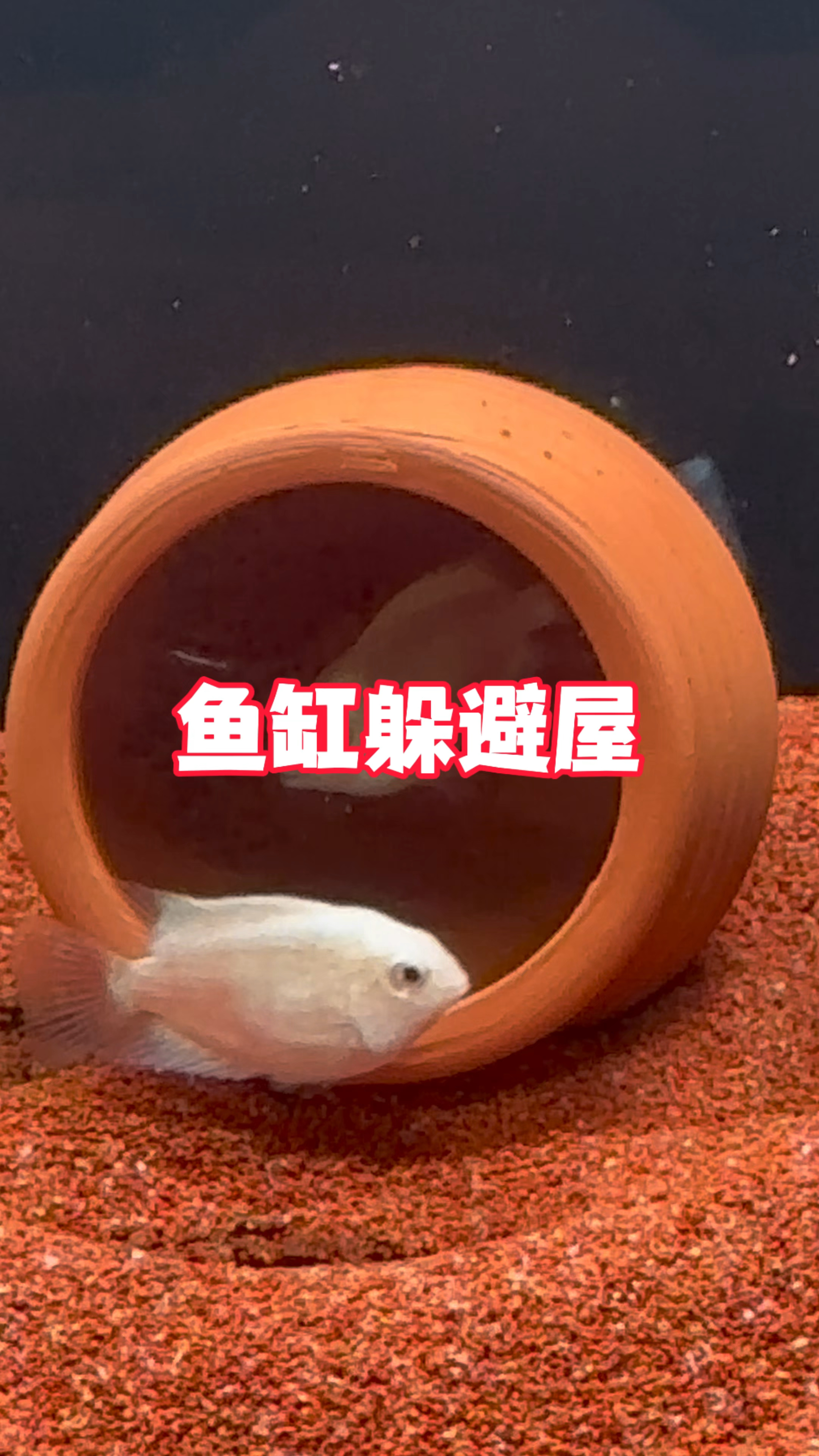 为什么养迷你鹦鹉鱼都会在鱼缸放置躲避屋呢#水族 #养鱼日记