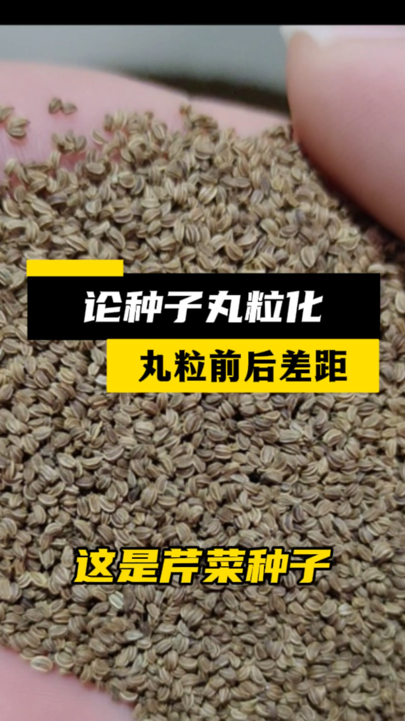 要不说颜值对任何事物都是非常重要的,你看看芹菜种子丸粒化的效果,太喜人了!