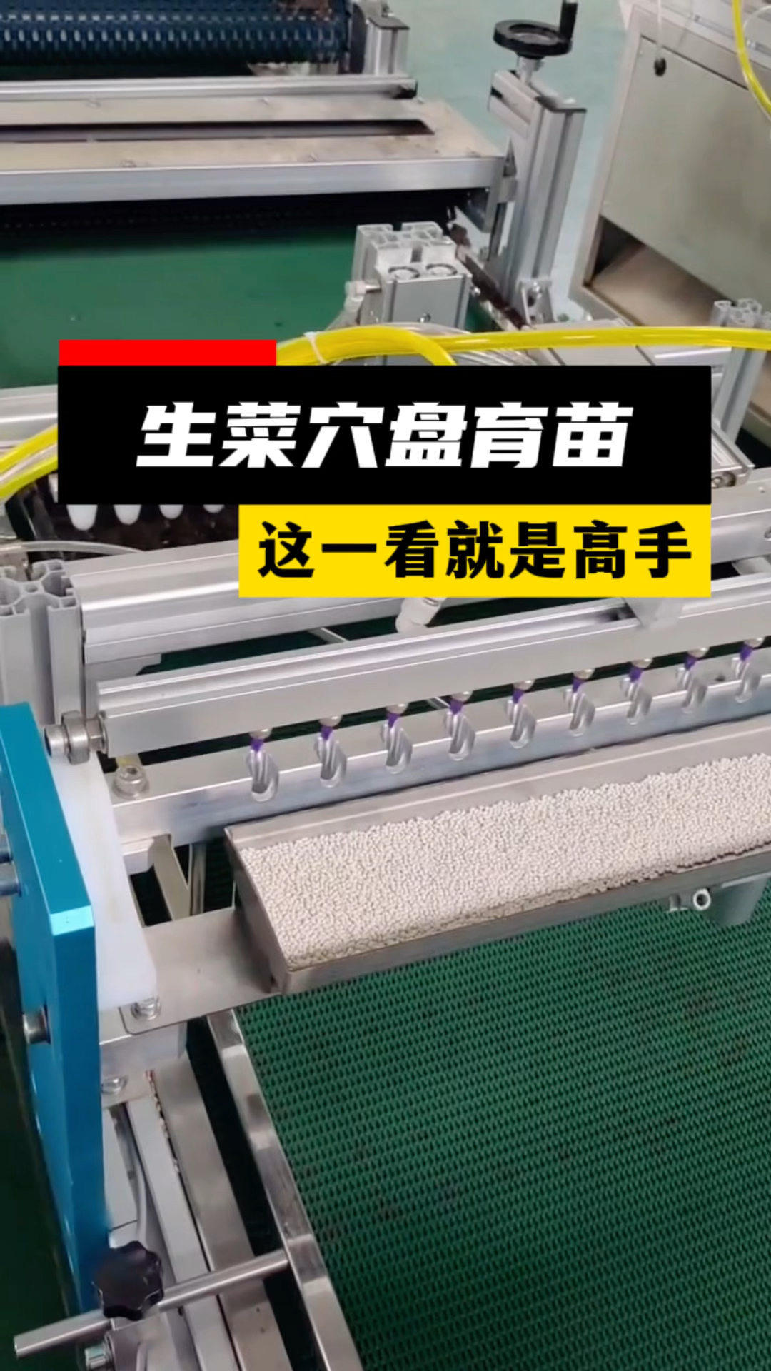 生菜穴盘育苗,高效率,高标准,省人工省种子