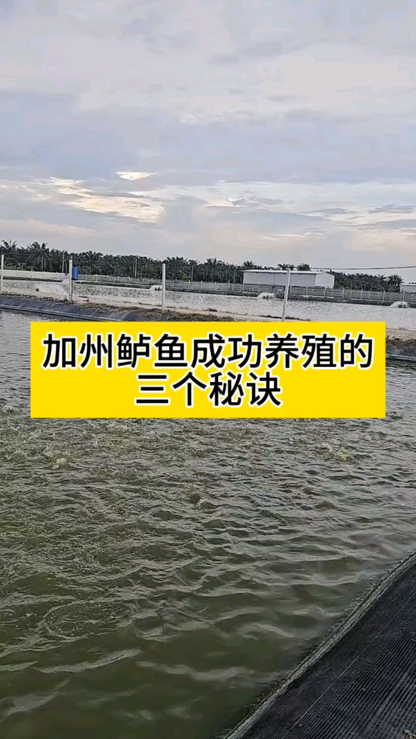 加州鲈鱼成功养殖的三个秘诀