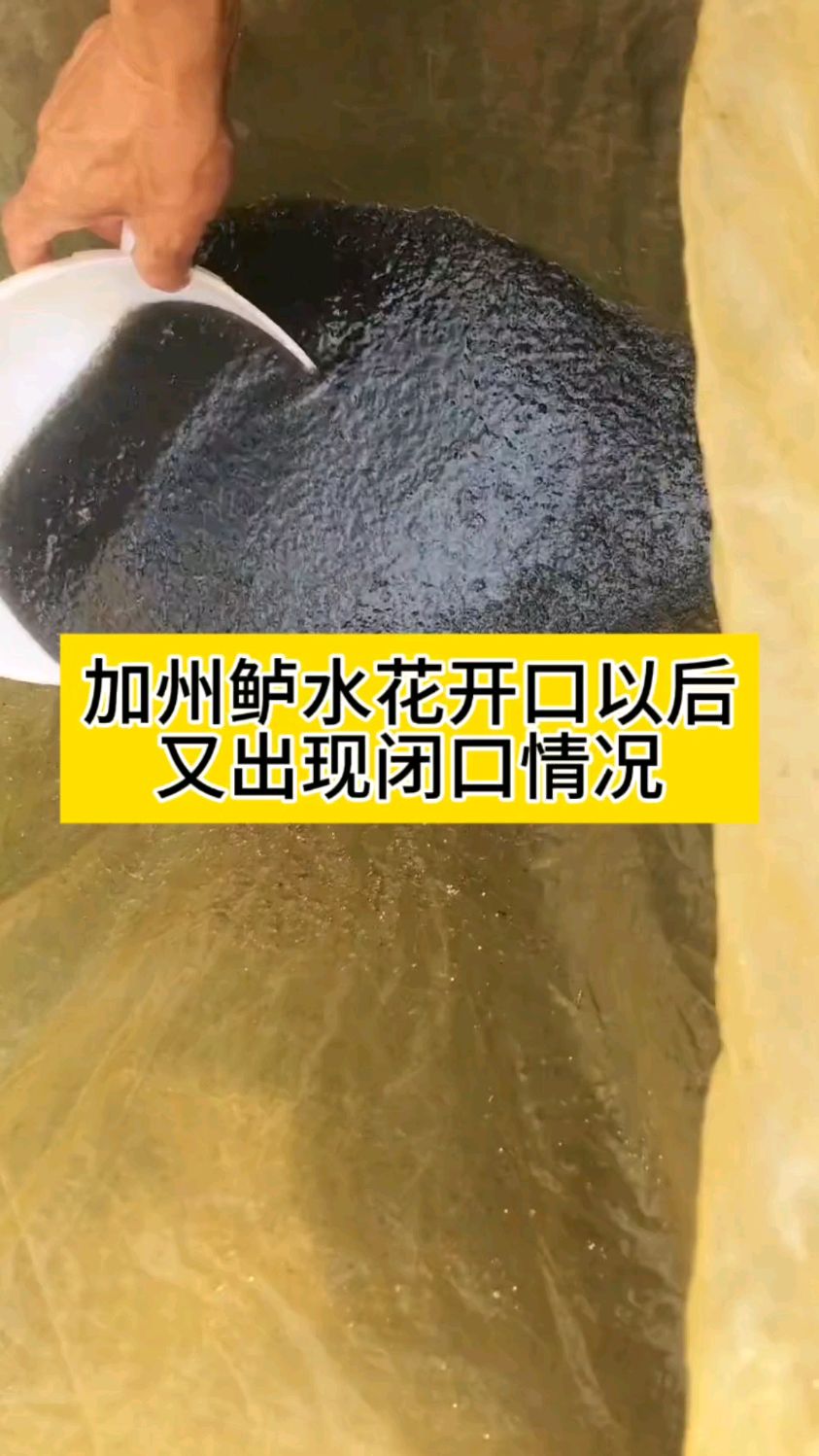 加州鲈鱼水花开口以后又出现闭口情况
