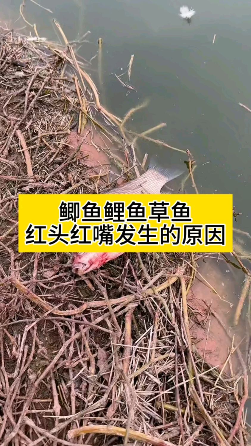 鲫鱼鲤鱼草鱼红头红嘴发生的原因