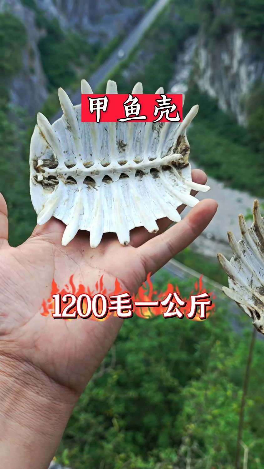 甲鱼壳,我们这里500克一市斤,你们那里多少一斤
