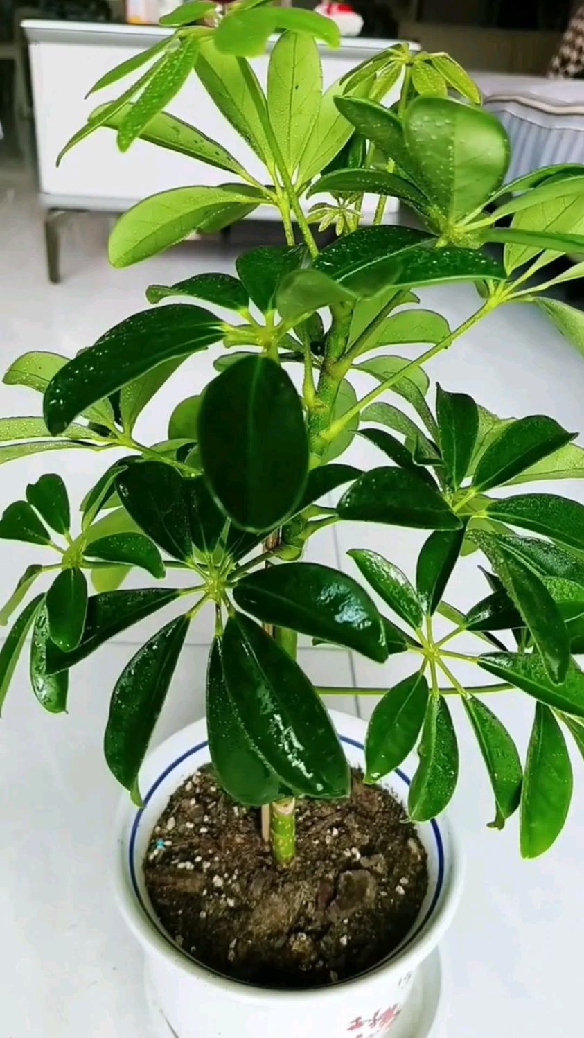 弱酸性土壤,鸭掌木的最爱
