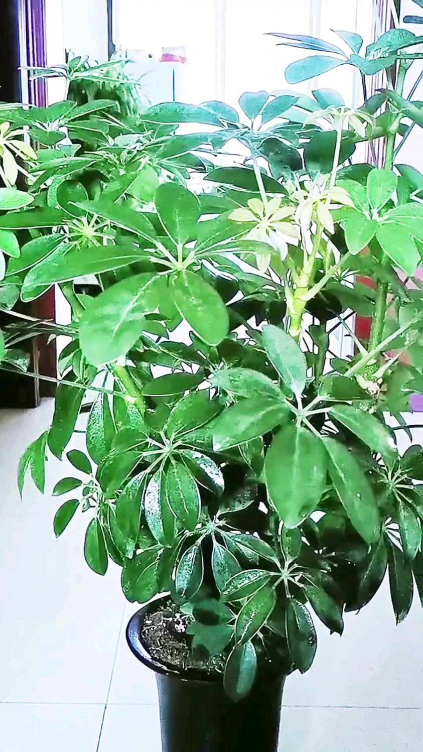鸭掌木叶子发黄的原因和处理方法