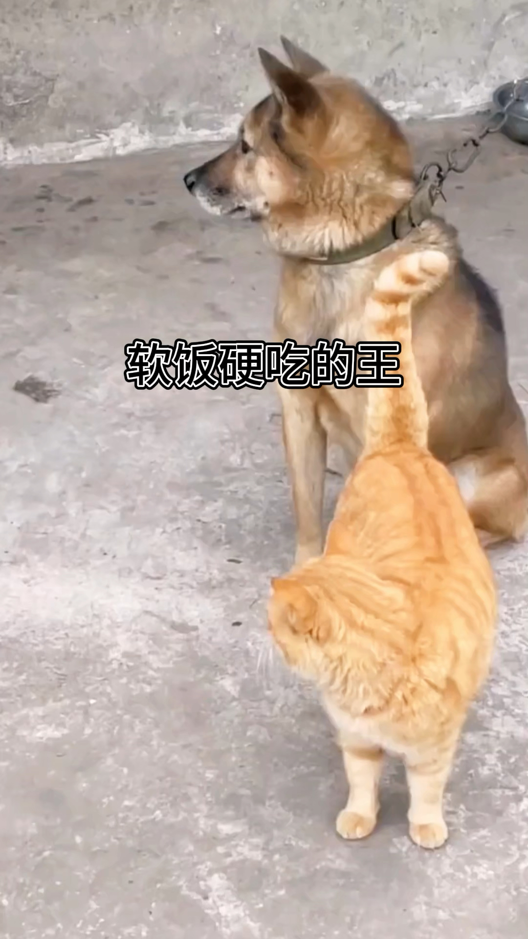 不懂就问,这猫吃羊肉了吗