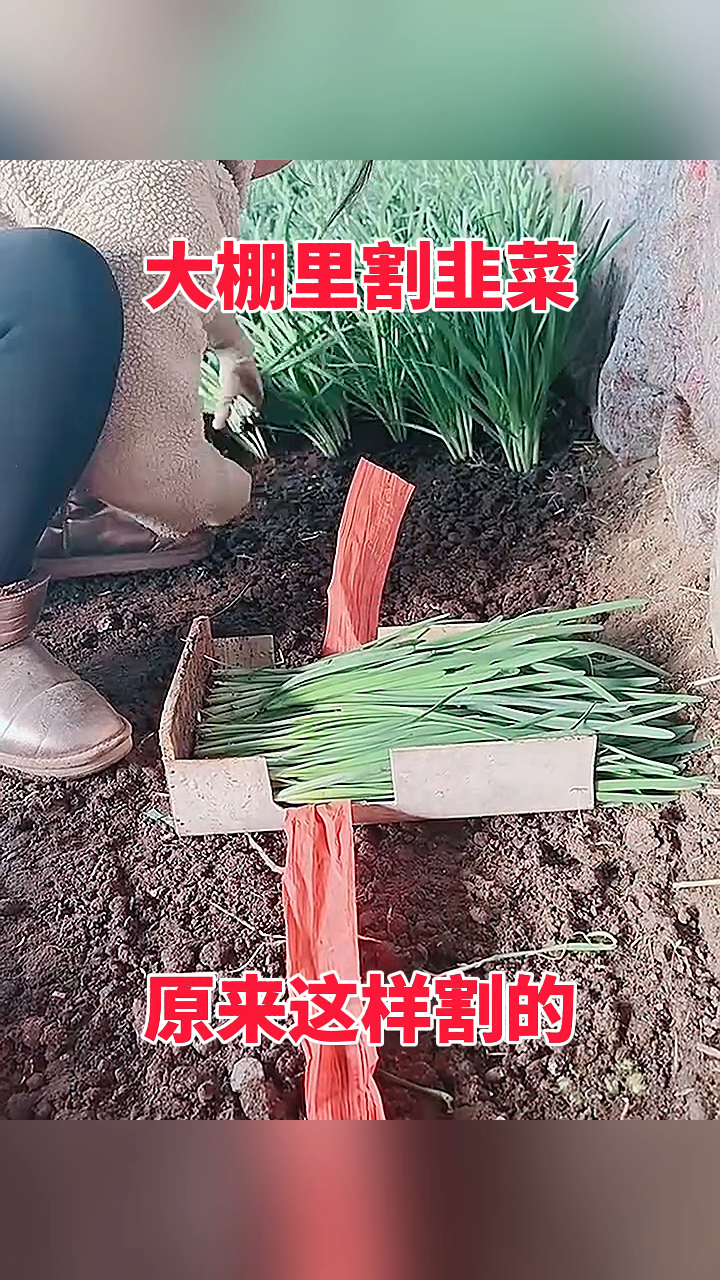 大棚里割韭菜,原来这样割的!