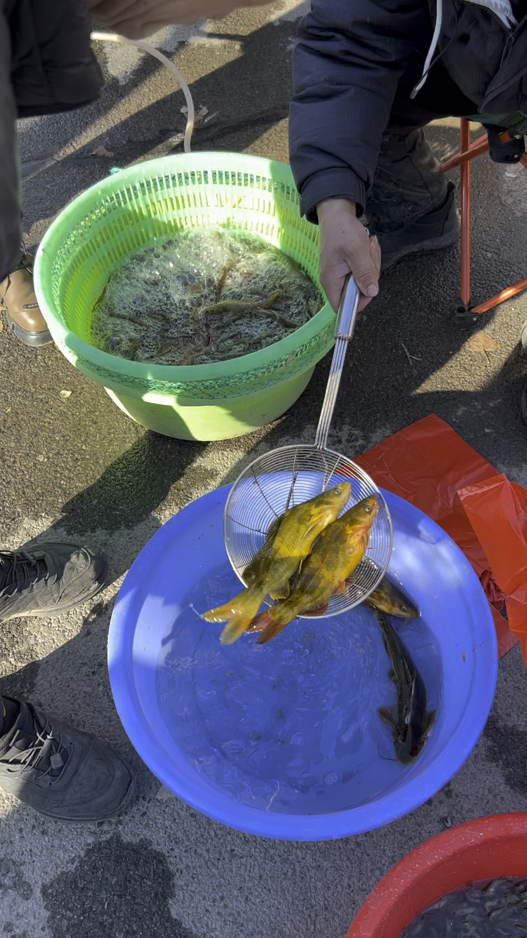 农村大集25块钱一斤黄甲鱼