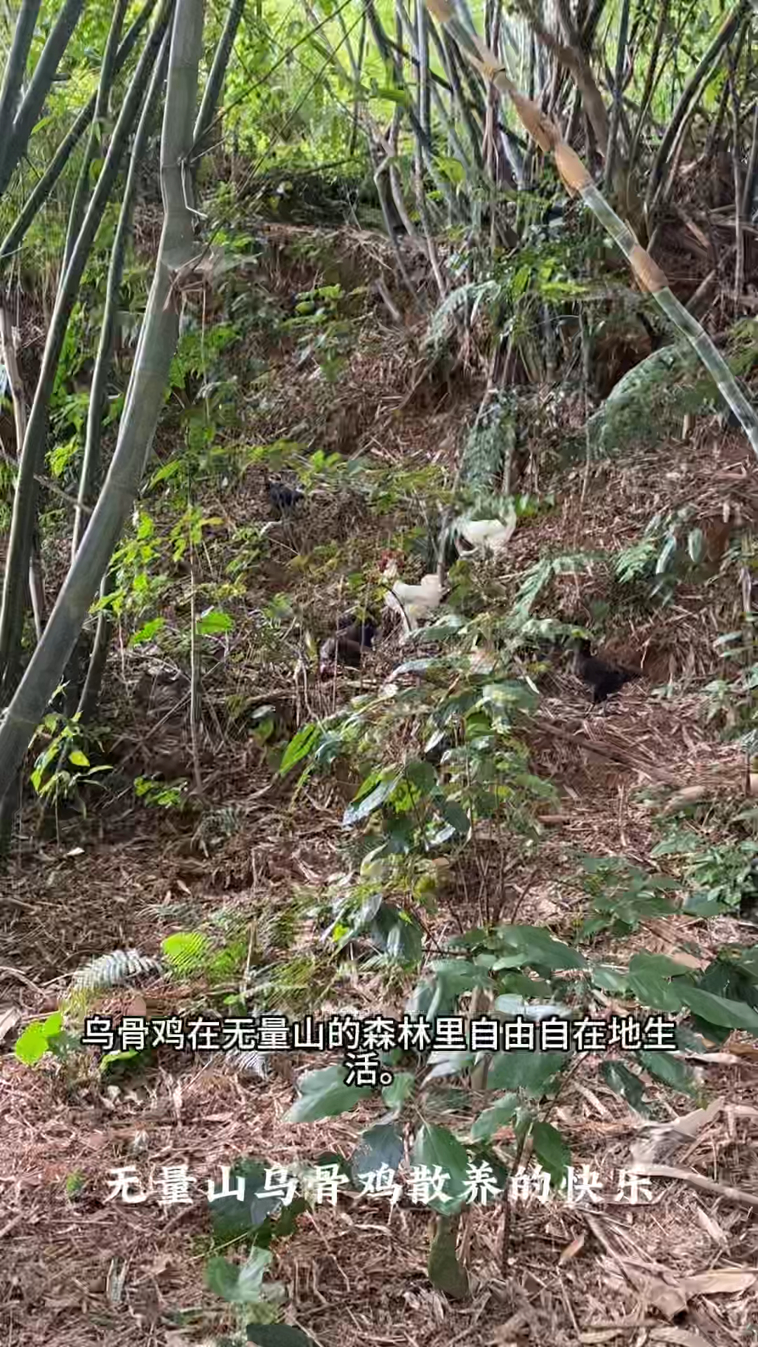 散养美味无量山乌骨鸡