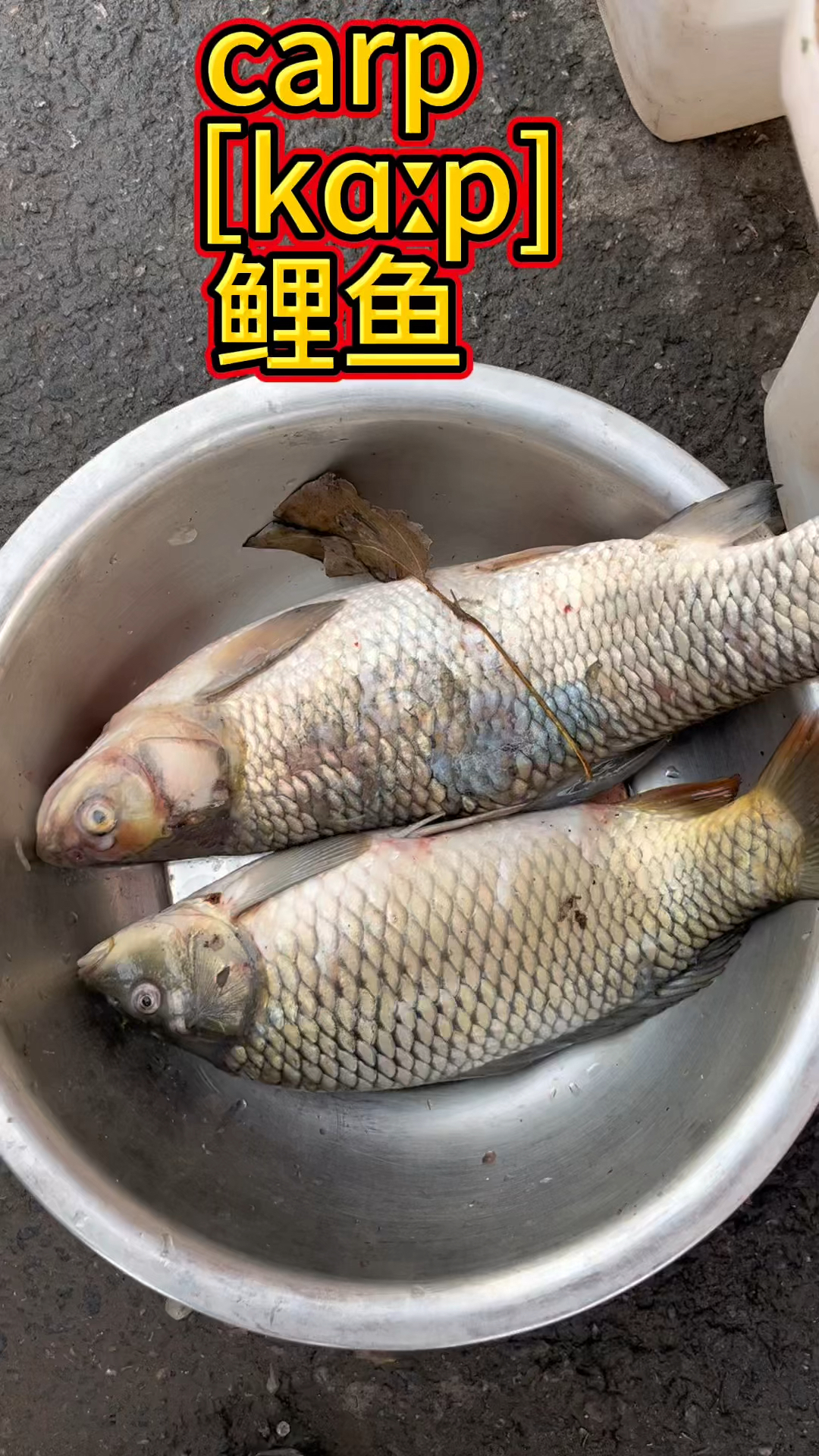 鱼类海鲜英语词汇