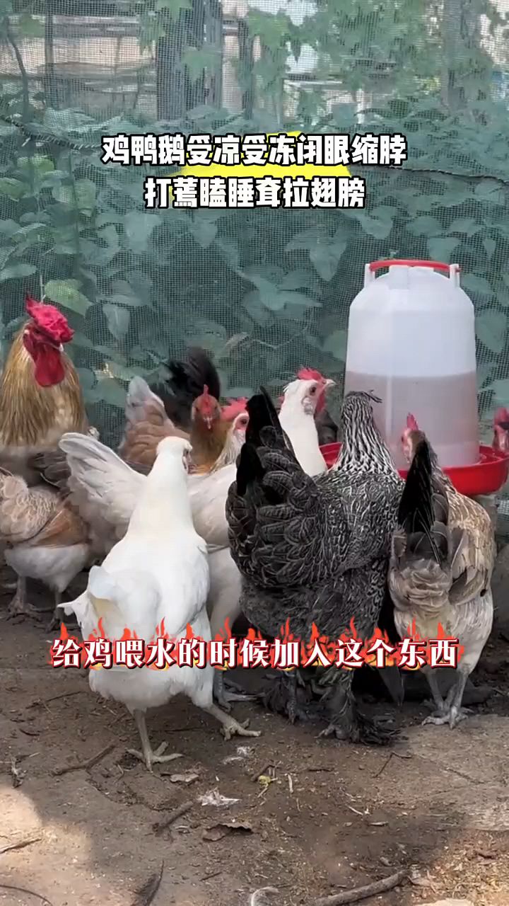 鸡鸭鹅受凉翅膀下垂