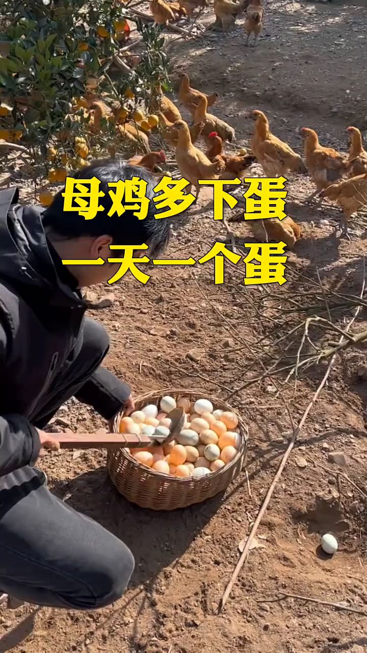 母鸡多下蛋的方法