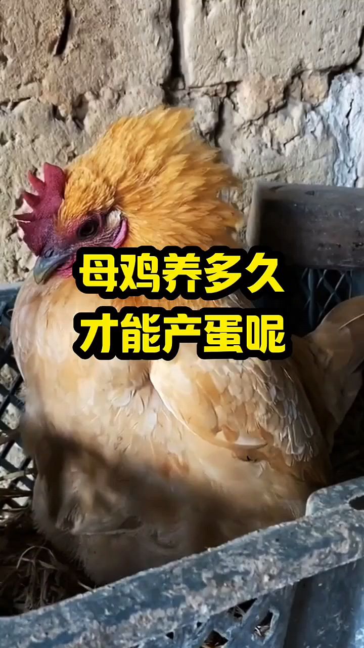 母鸡多久开始下蛋啊