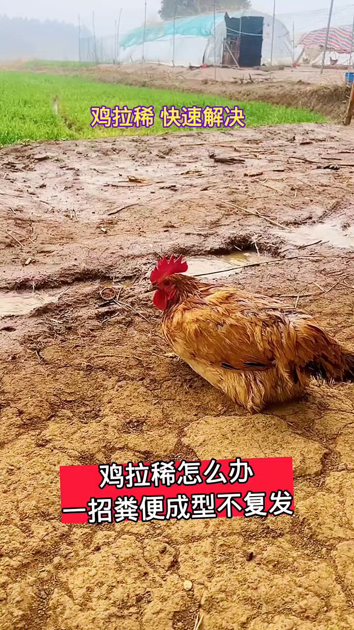 鸡拉稀粪便不成型