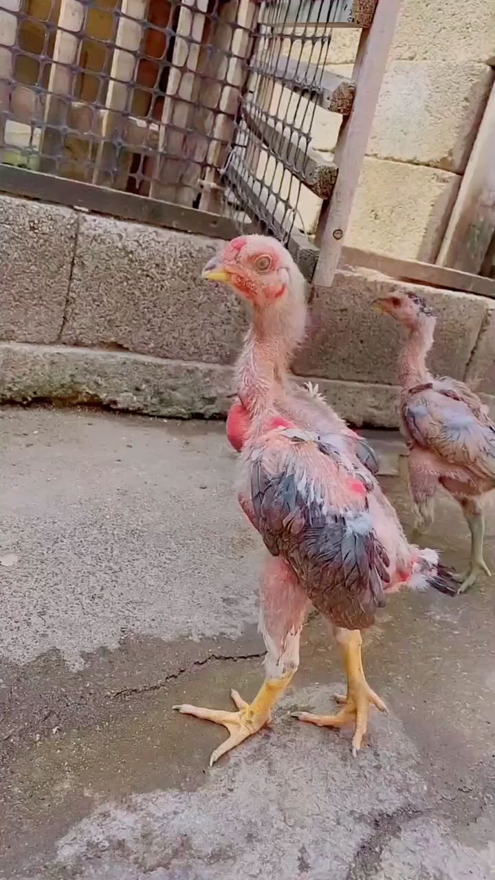 斗鸡快速生长黄金期