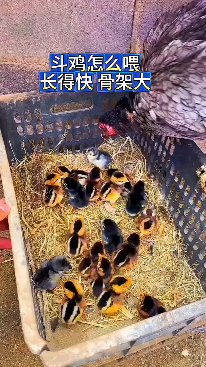 斗鸡怎么喂长得快骨架大