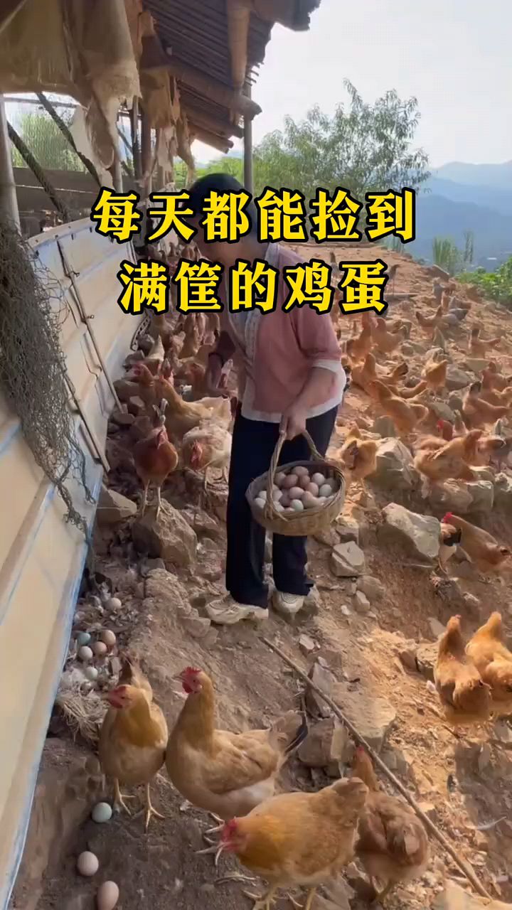 每天都能捡一筐鸡蛋