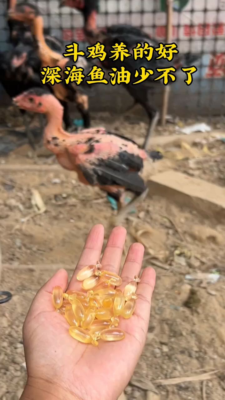 斗鸡深海鱼油喂鸡
