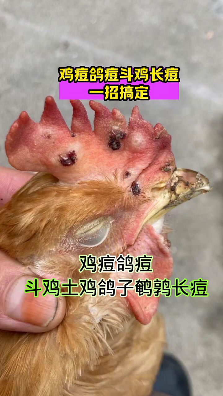 鸡鸭鹅长痘痘了,用这个